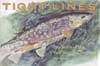 Tight Lines